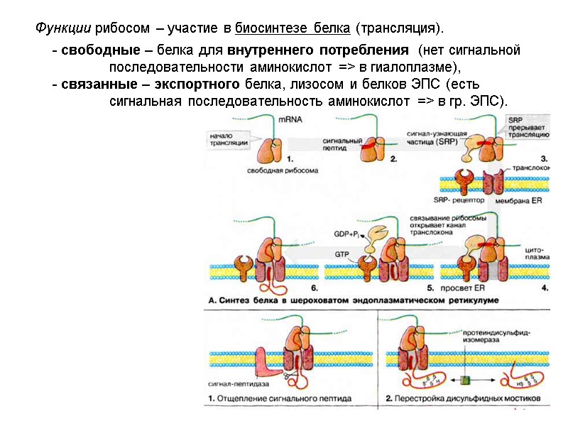 Функции рибосом – участие в биосинтезе белка (трансляция).  - свободные – белка для